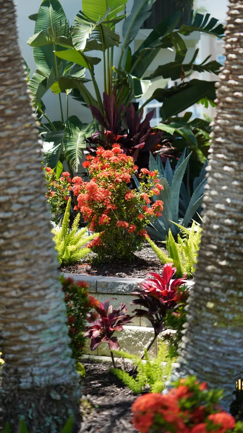 Layered tropical bed with orange ixora and ti plants framed by palm trunks