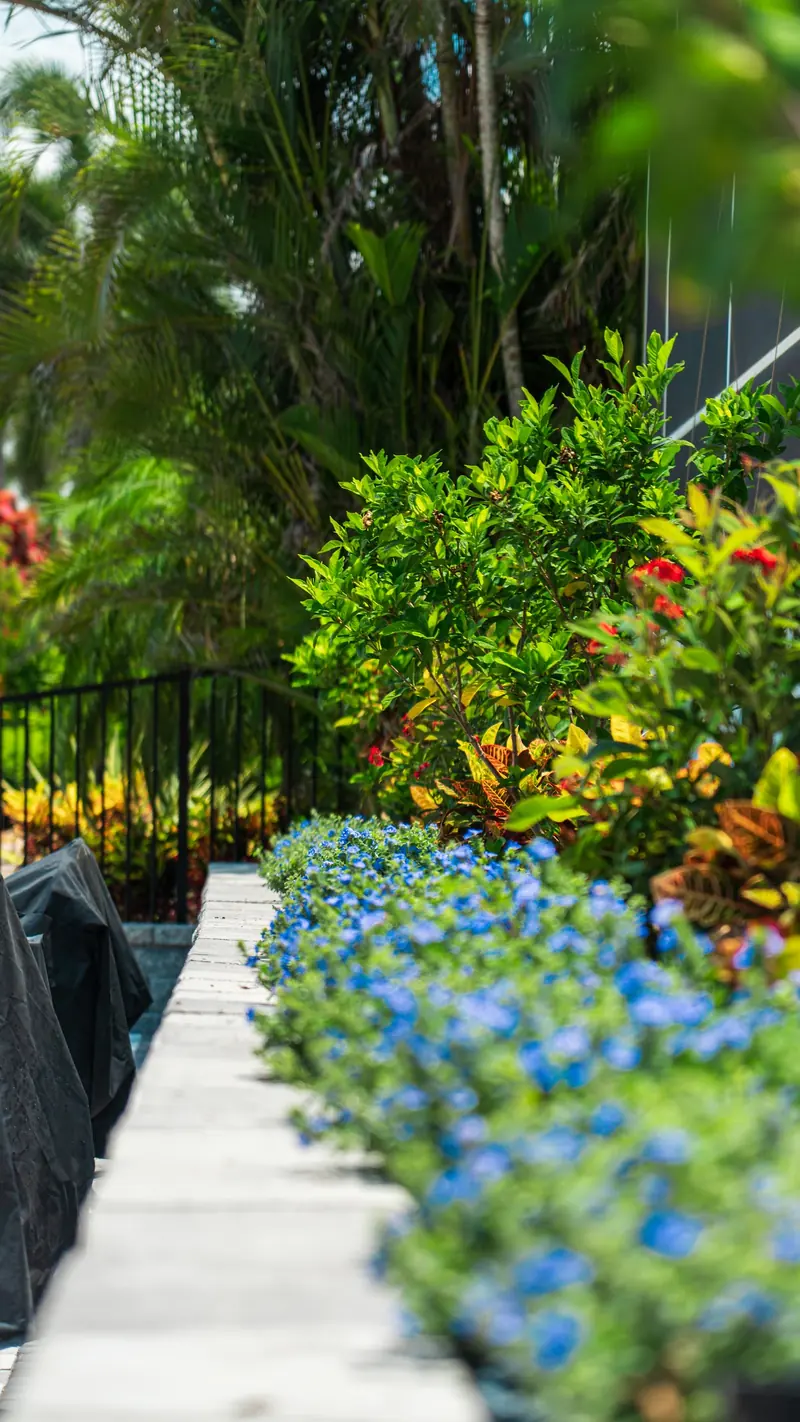 Blue flowering border beside a low wall cap and crotons